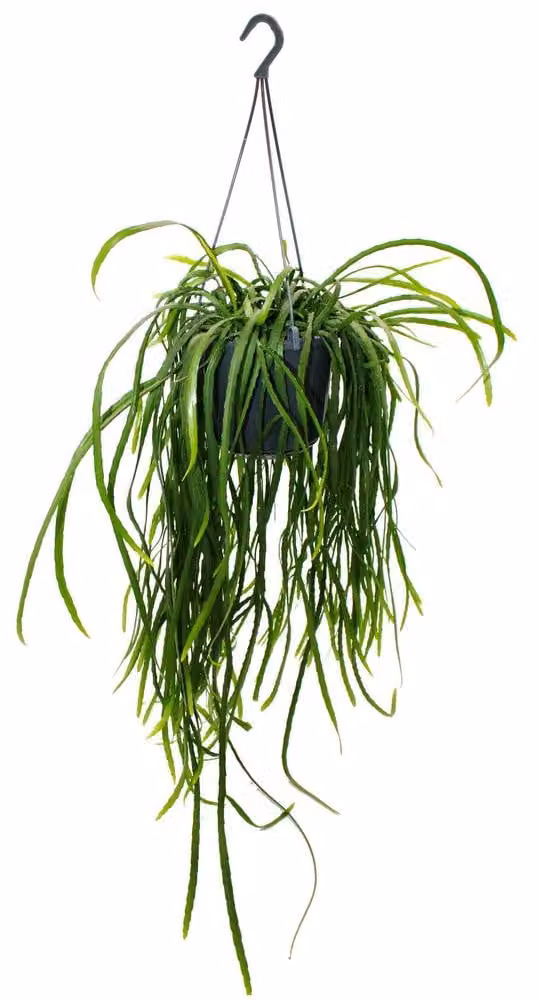 Exotenherz Hangende cactus Lepismium bolivianum Pfeiffera Bladcactus zonder stekels met 15 cm hangpot