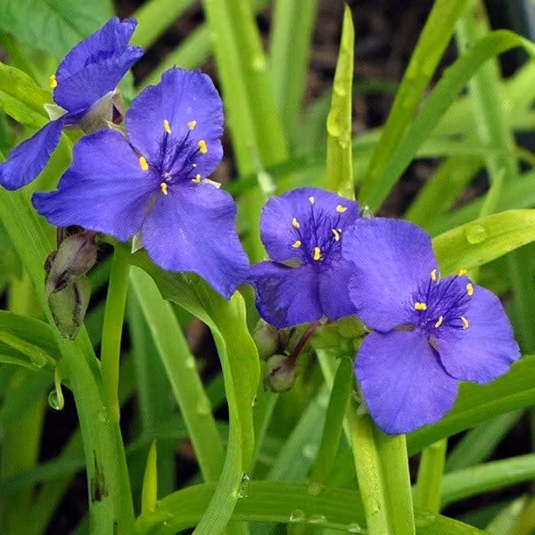 Set van 6x Tradescantia Sweet Kate Dreimasterblume in pot van 9x9 cm van Arborix