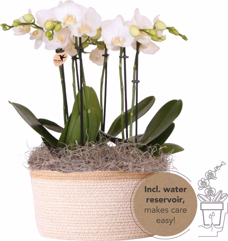 Kolibri Orchids Jungle Bouquet wit - Set van drie witte Amabilis orchideeën en drie groene planten in witte Cotton Basket met waterreservoir
