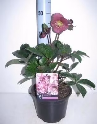 6 x Helleborus hybridus Anna's Red Leliebloem - Pot van 9 x 9 cm - GRDplanten