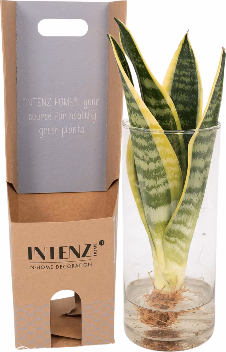 Sansevieria Vrouwentong met glazen pot, Hoogte: 30 cm, Diameter: 12 cm