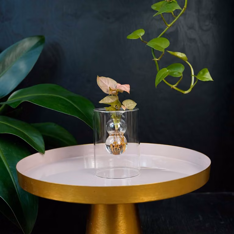 Syngonium Neon stekje op water met bolletjes