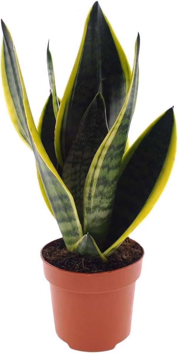 Sansevieria Futura - Groene luchtzuiverende kamerplant - Hoogte: 30 cm
