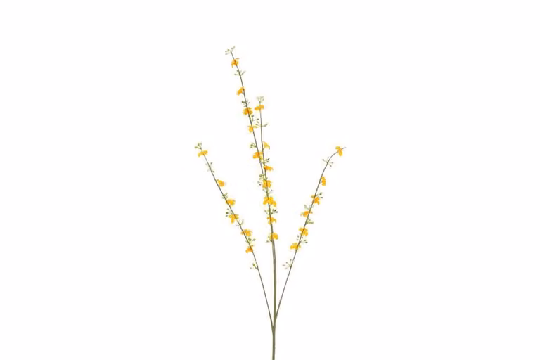Countryfield zijden Cytisus oranje, 108 cm
