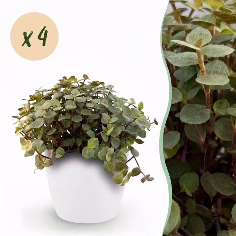 Plantenboetiek.nl Calissia repens Kattengras Groen met Witte Pot Ø12cm 17-20cm hoog