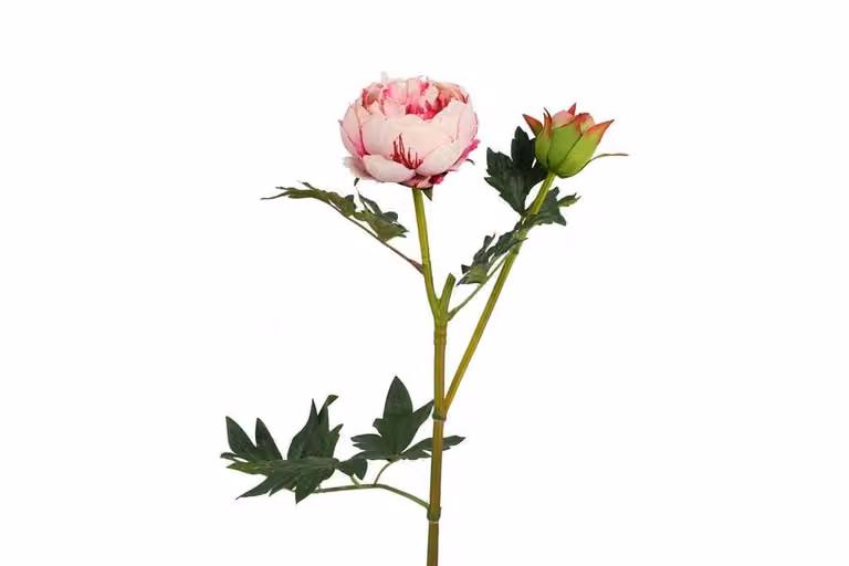 Countryfield zijden bloem Paeonia D Parks roze 78 cm
