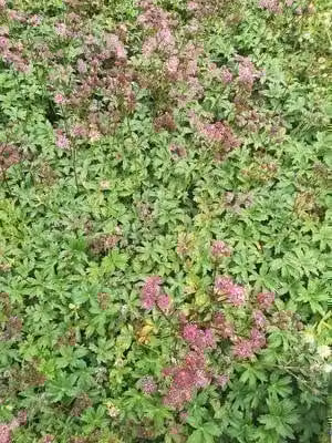 6 x Astrantia major Ruby Star Sterrenbloem - Pot van 9 x 9 cm - GRDplanten