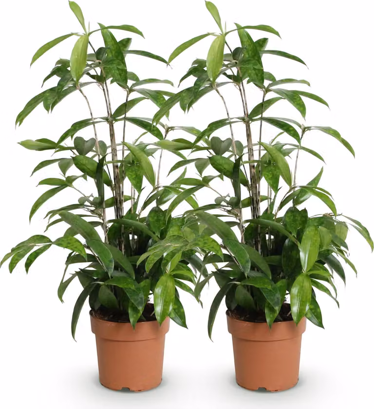 Oasis of Life Dracaena surculosa 2 drakenbomen 60-70 cm met elegante keramische pot
