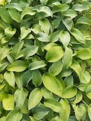 6 x Hosta hybride Big Mama in pot van 9 x 9 cm van GRDplanten