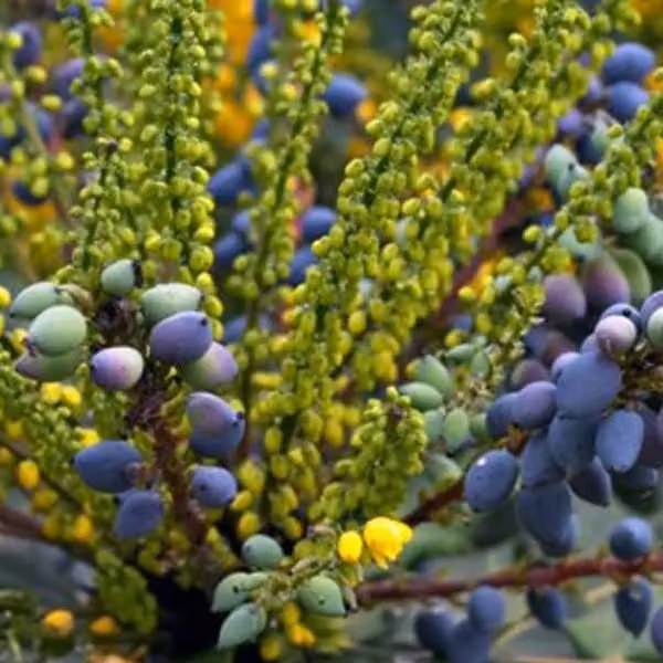 Mahonia media Charity - Mahonie - 50-60 cm in pot