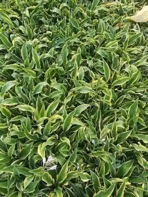 6x Hosta hybride Wolverine in pot van 9 x 9 cm van GRDplanten