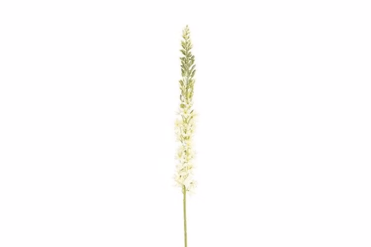 Countryfield zijden Eremurus bloem wit 107 cm