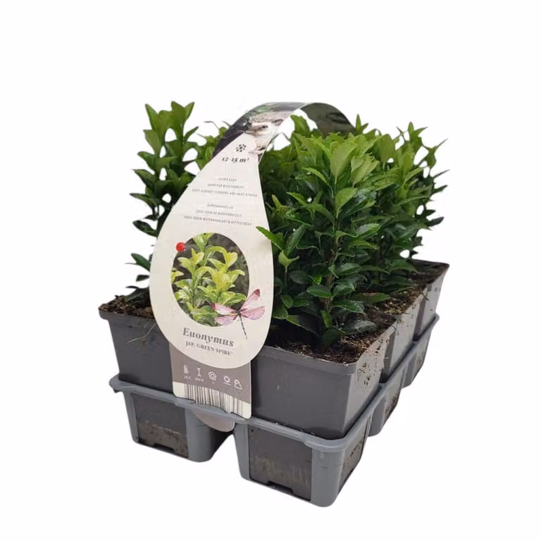 Set van 12 Euonymus jap. 'Green Spire' - Groenblijvende haagplant en bodembedekker - Groen