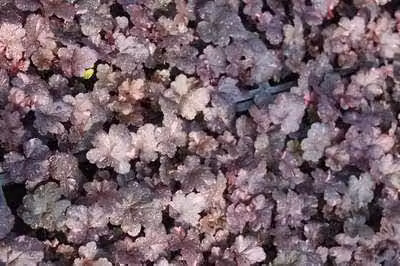 6 x Heuchera hybr. Midnight Rose - Purperkleurige korrelbloem - Pot van 9 x 9 cm - GRDplanten