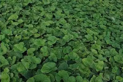 6 x Brunnera macrophylla Betty Bowring Kaukasische vergeet-mij-niet, pot van 9 x 9 cm
