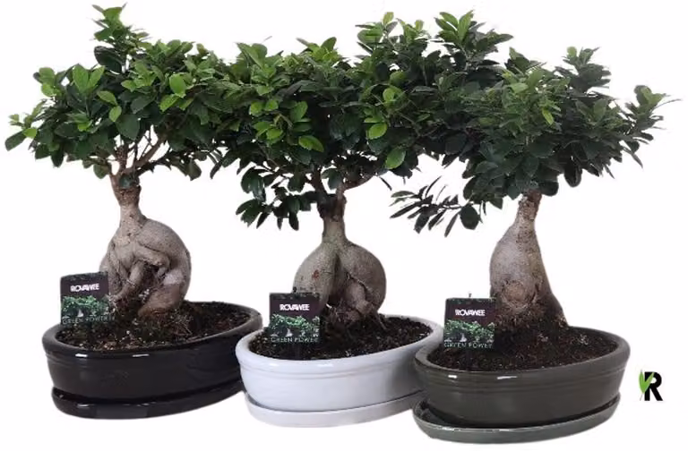 Ficus Microcarpa ginseng in groene ovale keramische schaal van 45 cm – Kamerplant – Vers van de kweker – Potmaat Ø35 cm