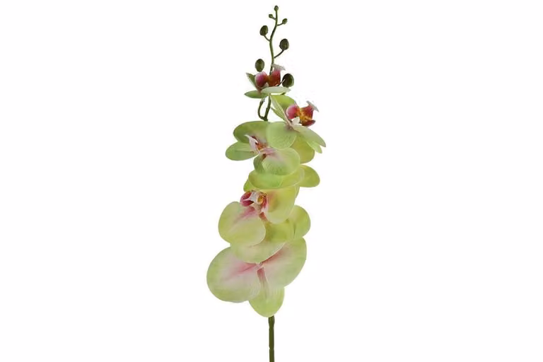 Countryfield zijden Phalaenopsis bloem groen, 83 cm