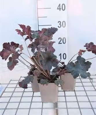 6 x Heuchera hybr. Stormy Seas purperbloemige kornoelje in pot van 9 x 9 cm van GRDplanten