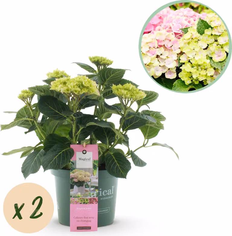 Hortensia Magical Jewel Pink roze - 2 stuks Hydrangea macrophylla - 23 cm