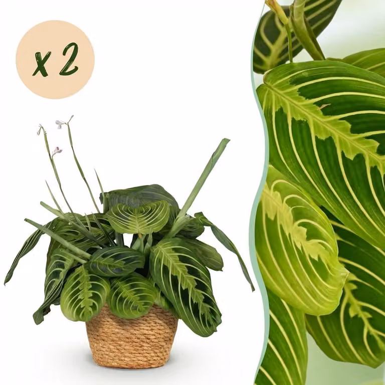Maranta Fascinator Lemon Lime Gebedsplant - 2 stuks - Groen - met Mand - Pot 12 cm, Hoogte 25 cm