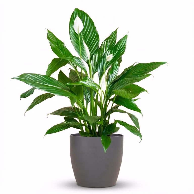 Spathiphyllum met grijze pot - Hoogte: 80 cm, Diameter: 21 cm