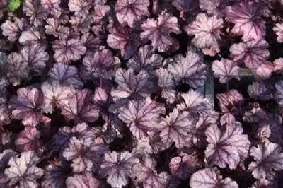 6 x Heuchera hybr. Forever Purple purperkleurige planten in pot van 9 x 9 cm van GRDplanten