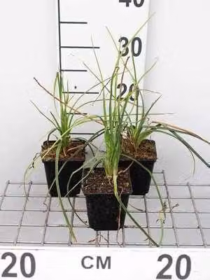 6 x Kniphofia hybr. Mango Popsicle Fakkelbloem - Pot van 9 x 9 cm - GRDplanten