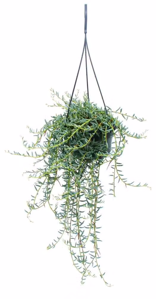 Exotenherz Senecio hallianus Curio hallianus hangplant in 14 cm pot