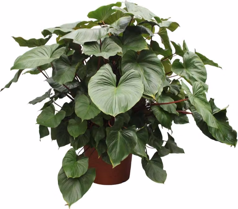 Everyplants Homalomena Rubescens Maggy - Hoogte: 170 cm, Diameter: 60 cm