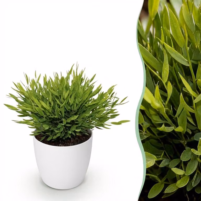 Plantenboetiek.nl Bamusa Pogonatherum Monica Bamboegras - Groen - met witte pot - Ø12 cm x 20 cm hoog
