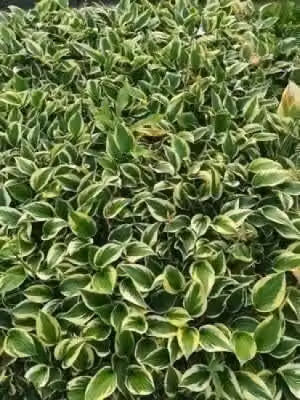 6x Funkia Hosta hybr. Twilight 9x9 cm pot