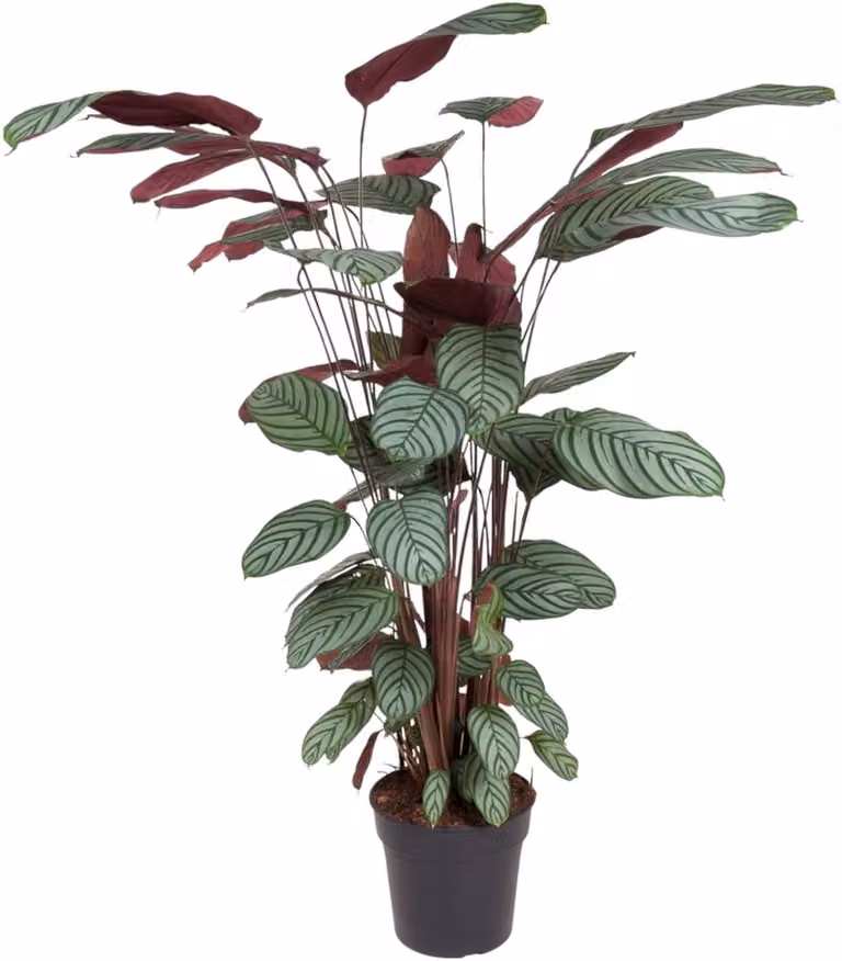Trendyplants Calathea Oppenheimiana Kamerplant Hoogte: 120-140 cm, Potmaat: Ø27 cm