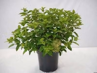 Pluimhortensia Hydrangea paniculata Little Lime Jane in pot, 60 cm