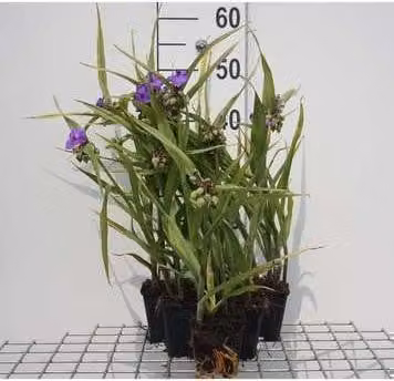 6x Tradescantia Leonora planten in pot van 9 x 9 cm van GRDplanten